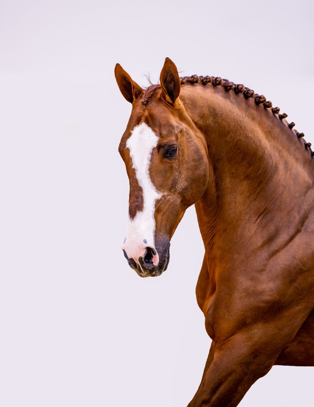 AGANIX DU SEIGNEUR Z X WINNING GIRL 1 - | Breeders